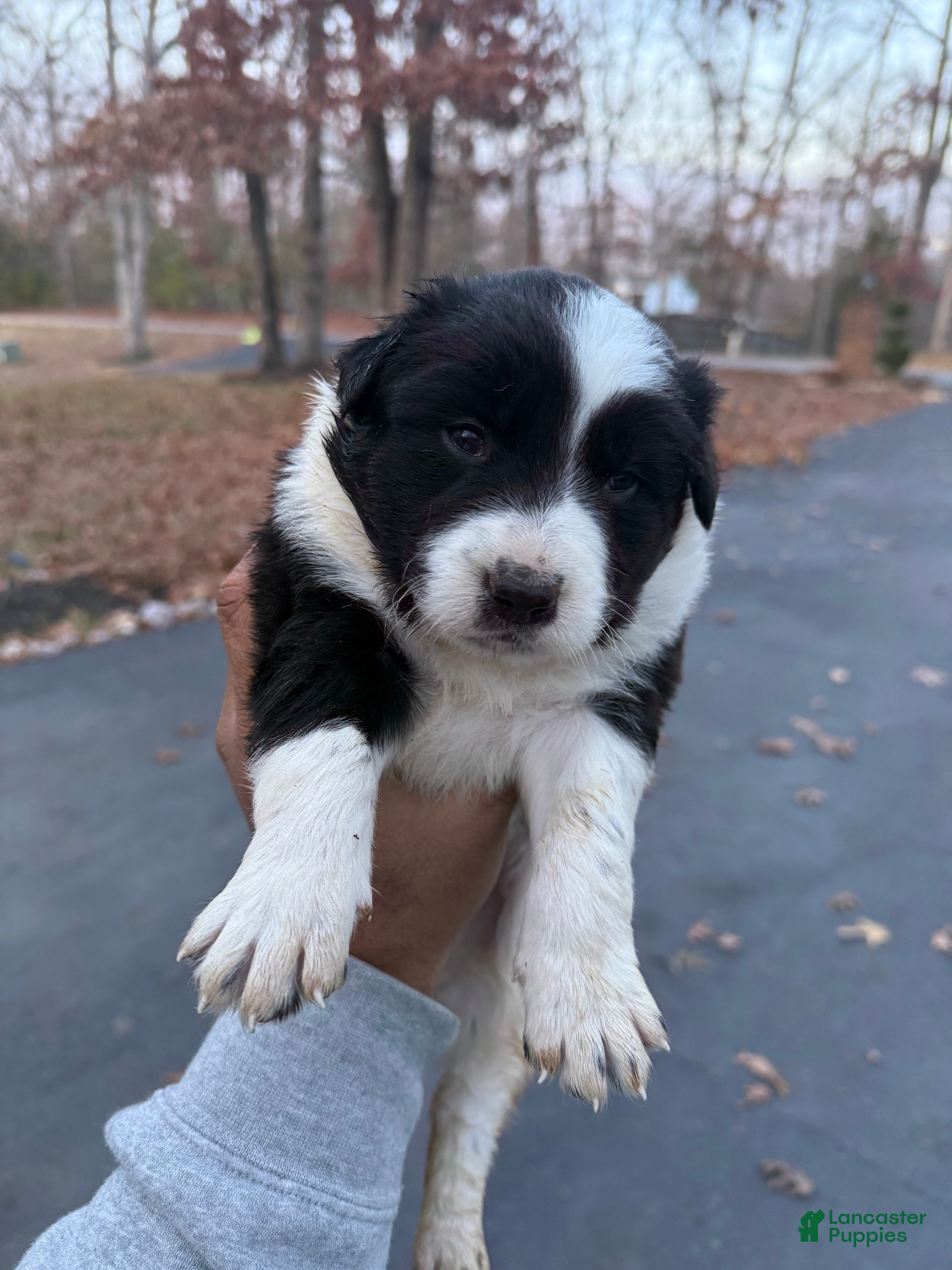 Mixed Breed dogs Mixed Breed Puppy 1 - Ad 24