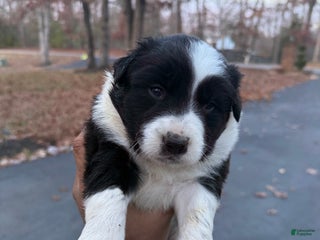 Mixed Breed dogs Mixed Breed Puppy 1 - Ad 31