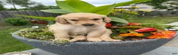 Goldendoodle dogs for sale: Goldendoodle 1 - Ad 2