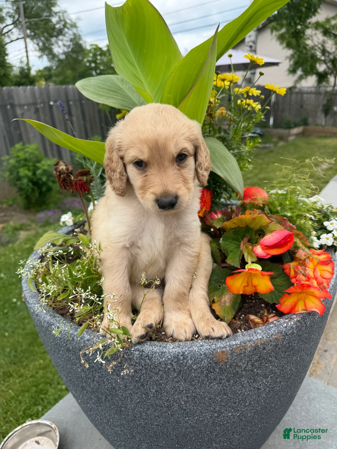 Goldendoodle dogs for sale: Goldendoodle 1 - Ad 2