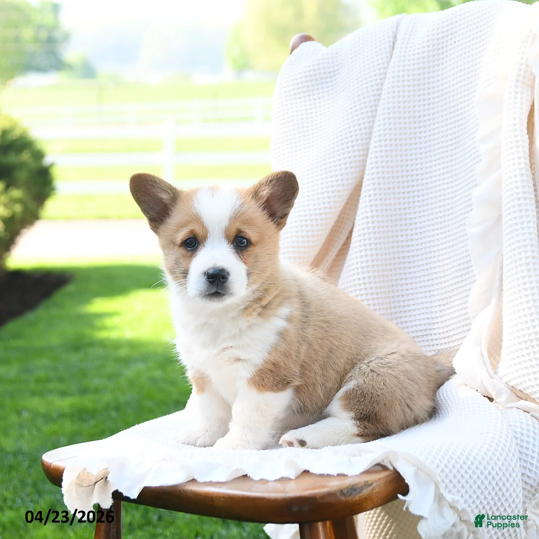 Welsh Corgi Pembroke dogs for sale: Elizabeth - Ad 1