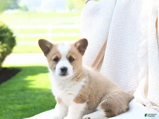 Welsh Corgi Pembroke dogs for sale: Elizabeth - Ad 2
