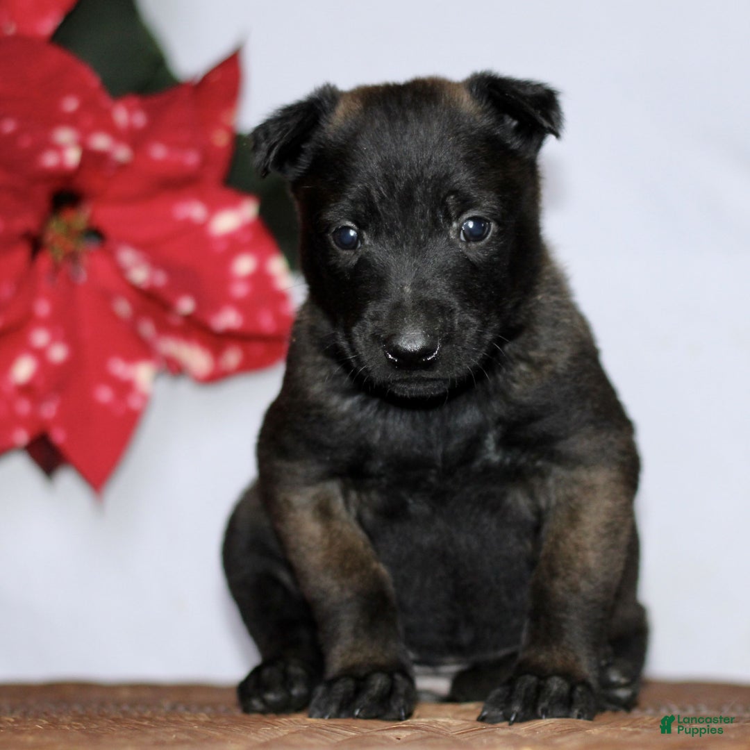 Belgian Malinois dogs for sale: Alice  - Ad 1