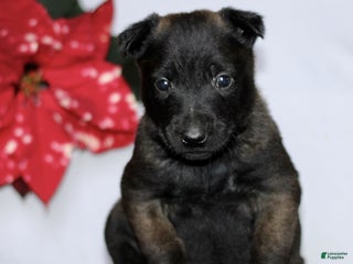 Belgian Malinois dogs for sale: Alice - Ad 2