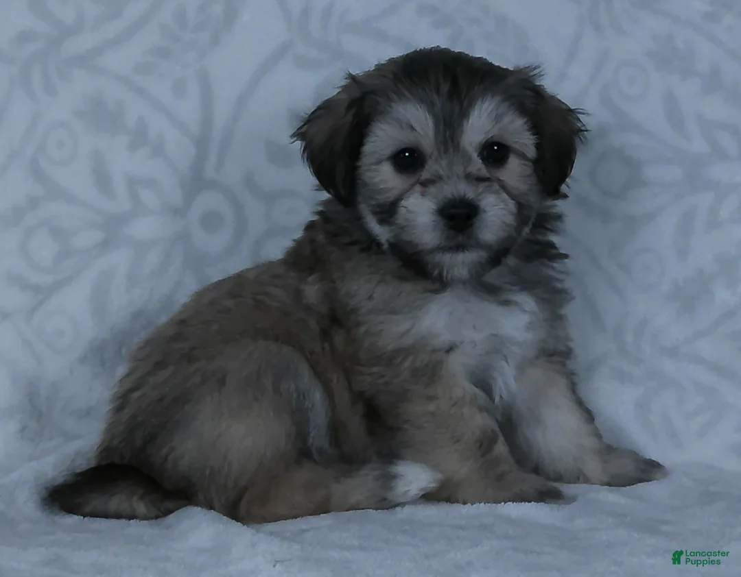 Teddy Bear dogs for sale: Bowser - Ad 1