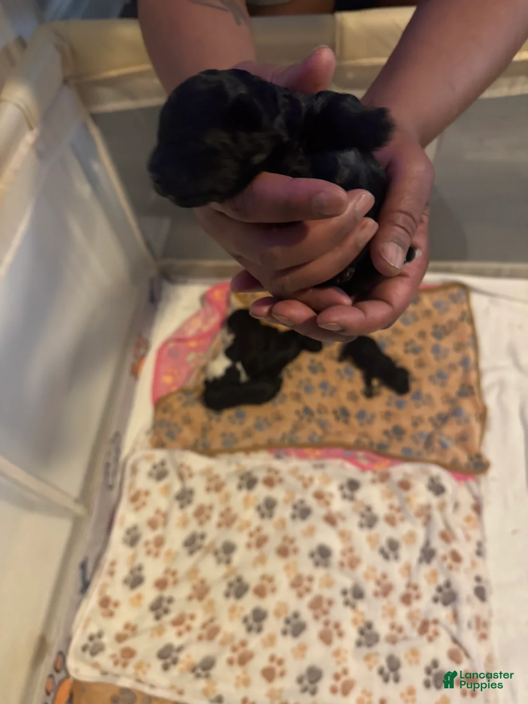 Cockapoo dogs for sale: Cockapoo 1 of 5 still available  - Ad 2