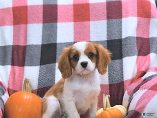 Cavalier King Charles Spaniel dogs - Ad 22