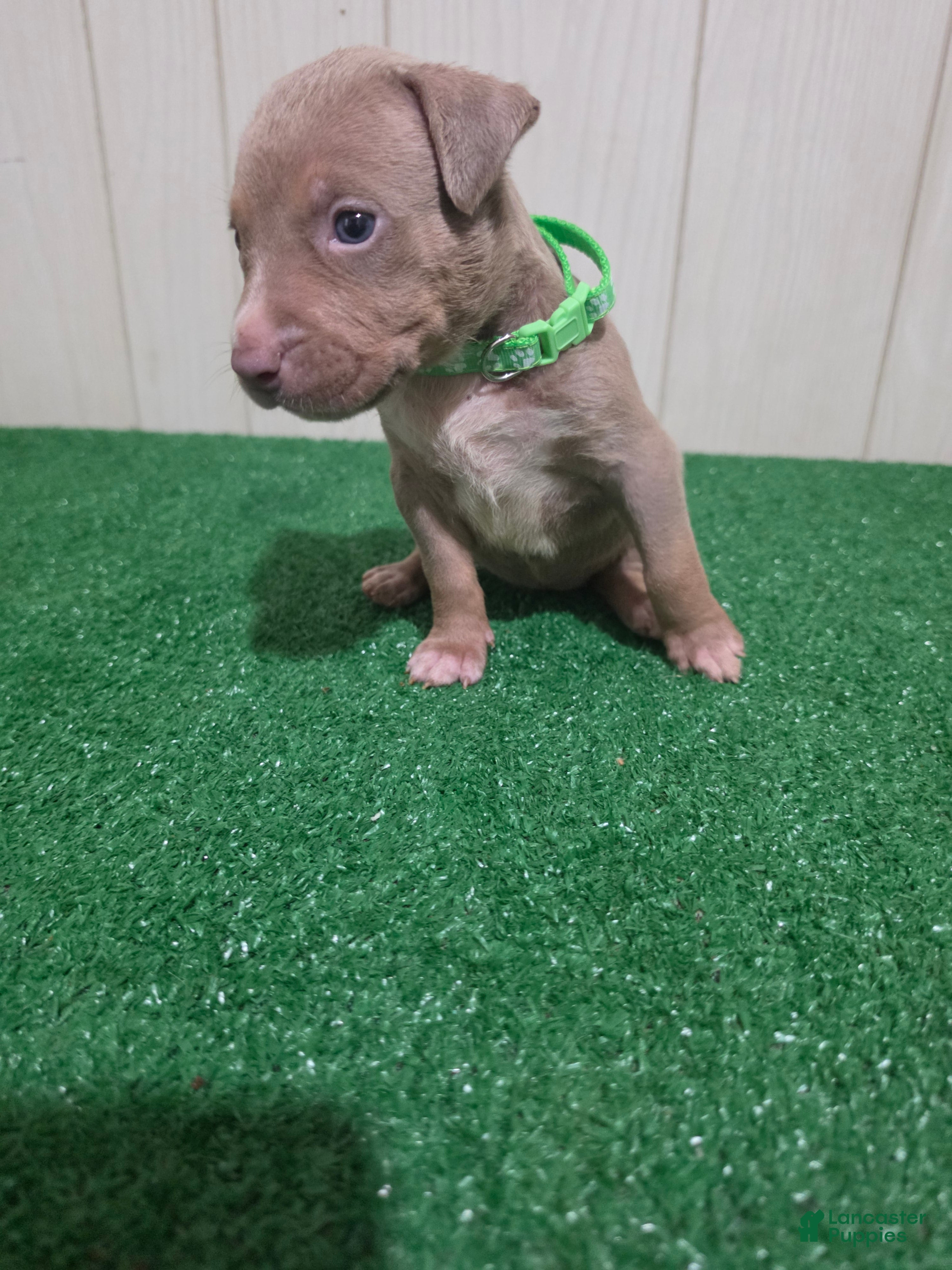 American Bully XL Puppy 12 (Light Green)