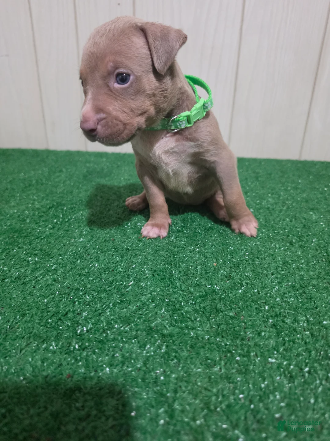 American Bully dogs for sale: American Bully XL Puppy 12 (Light Green) - Ad 1