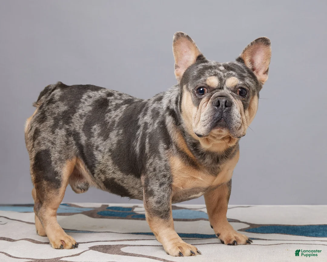 French Bulldog dogs for sale: Chip - Ad 6