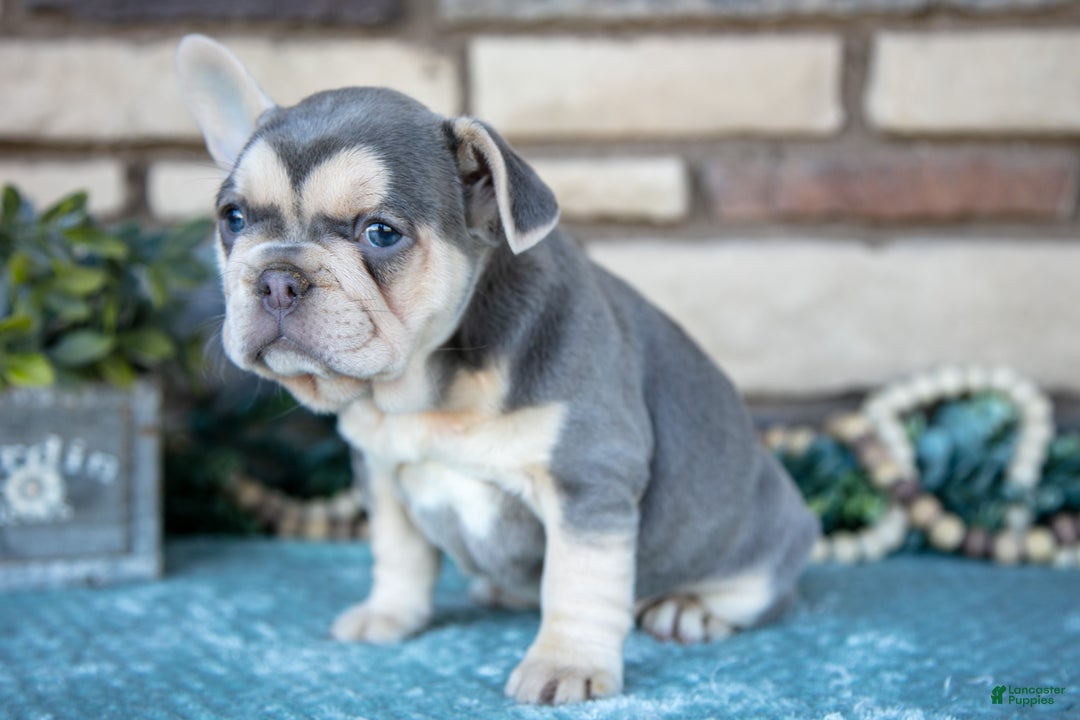 French Bulldog dogs for sale: Zara - Ad 3