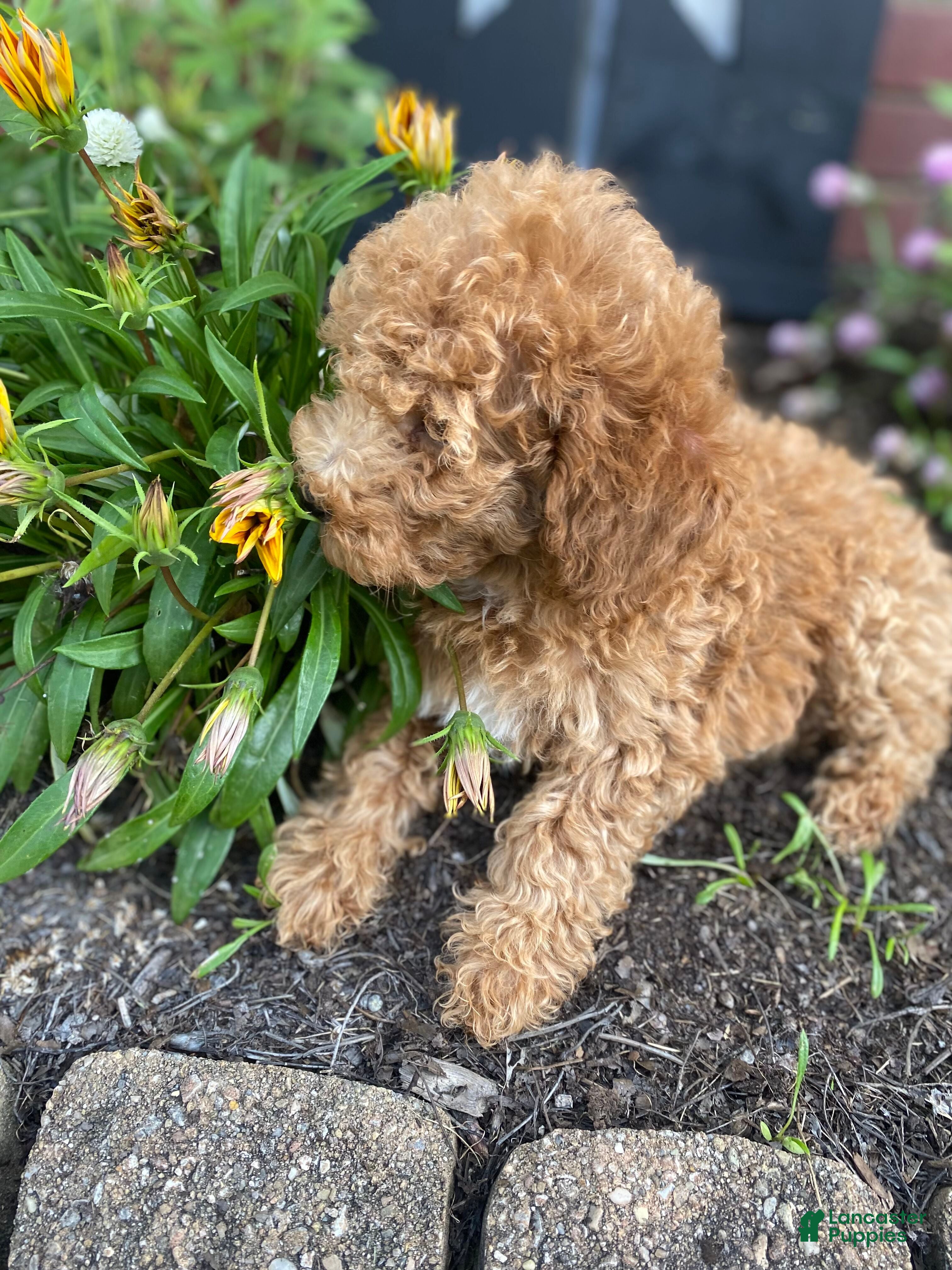 Miniature Poodle dogs Winnie - Ad 2