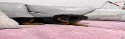 Rottweiler dogs for sale: Rottweiler Puppy 2 - Ad 3