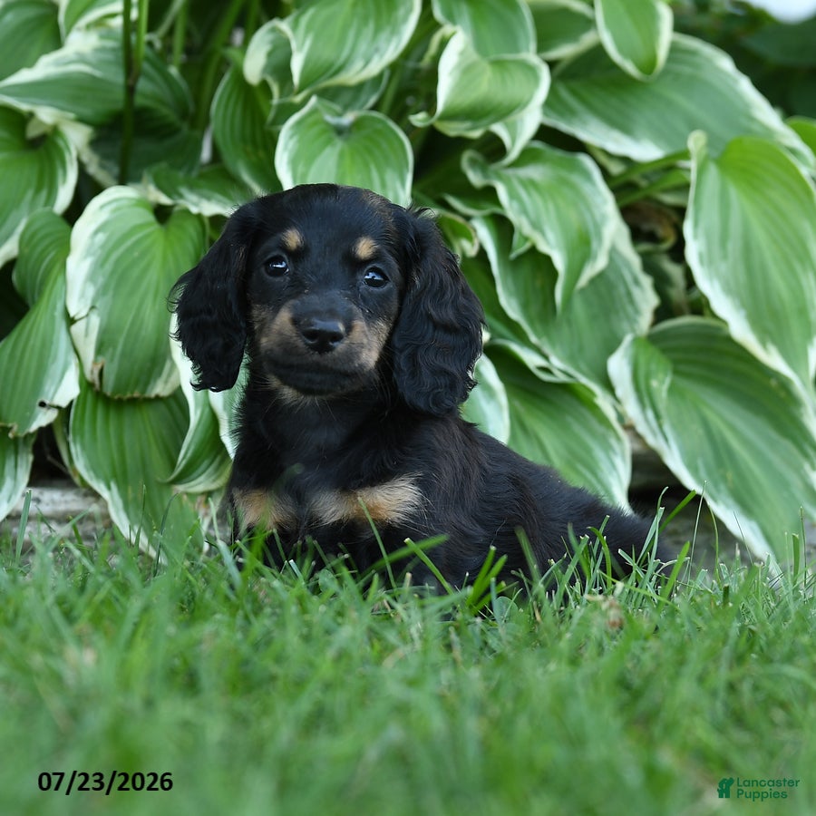 Miniature Dachshund dogs Winter - Ad 1
