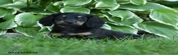 Miniature Dachshund dogs for sale: Winter - Ad 1