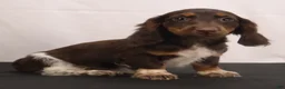 Dachshund dogs for sale: billy - Ad 2