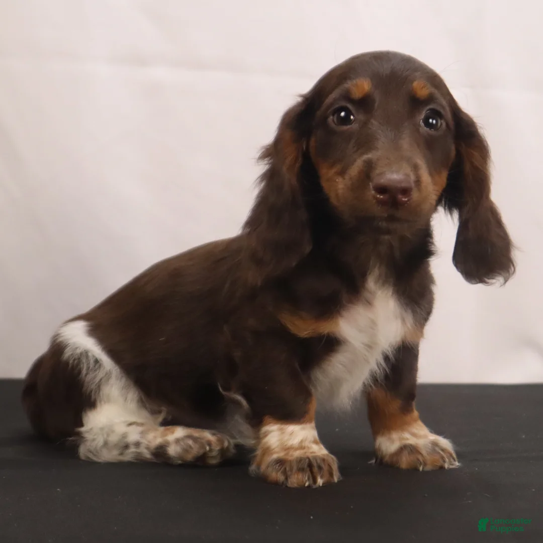 Dachshund dogs for sale: billy - Ad 2