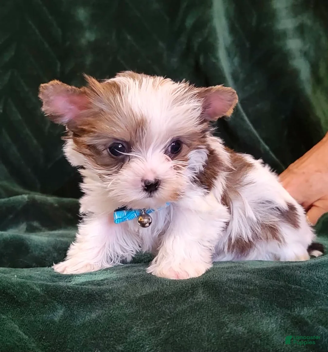 Yorkshire Terrier dogs for sale: Huckleberry, aka Huck Teacup Parti Yorkshire Terrier  - Ad 1
