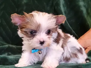 Yorkshire Terrier dogs Huckleberry, aka Huck Teacup Parti Yorkshire Terrier - Ad 5
