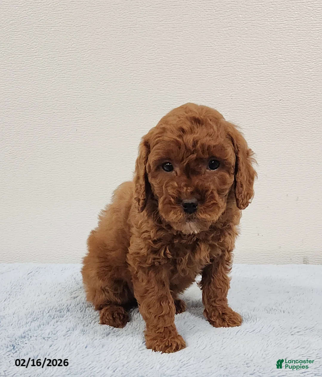 Mini Goldendoodle dogs for sale: Rambo - Ad 14