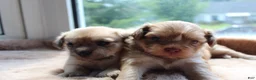 Mixed Breed dogs for sale: Mixed Breed 2 - Ad 2