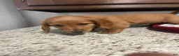 Miniature Dachshund dogs for sale: Winter - Ad 8