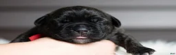 Cane Corso dogs for sale: Black Velvet Abyss Scarlet Shadow - Ad 4
