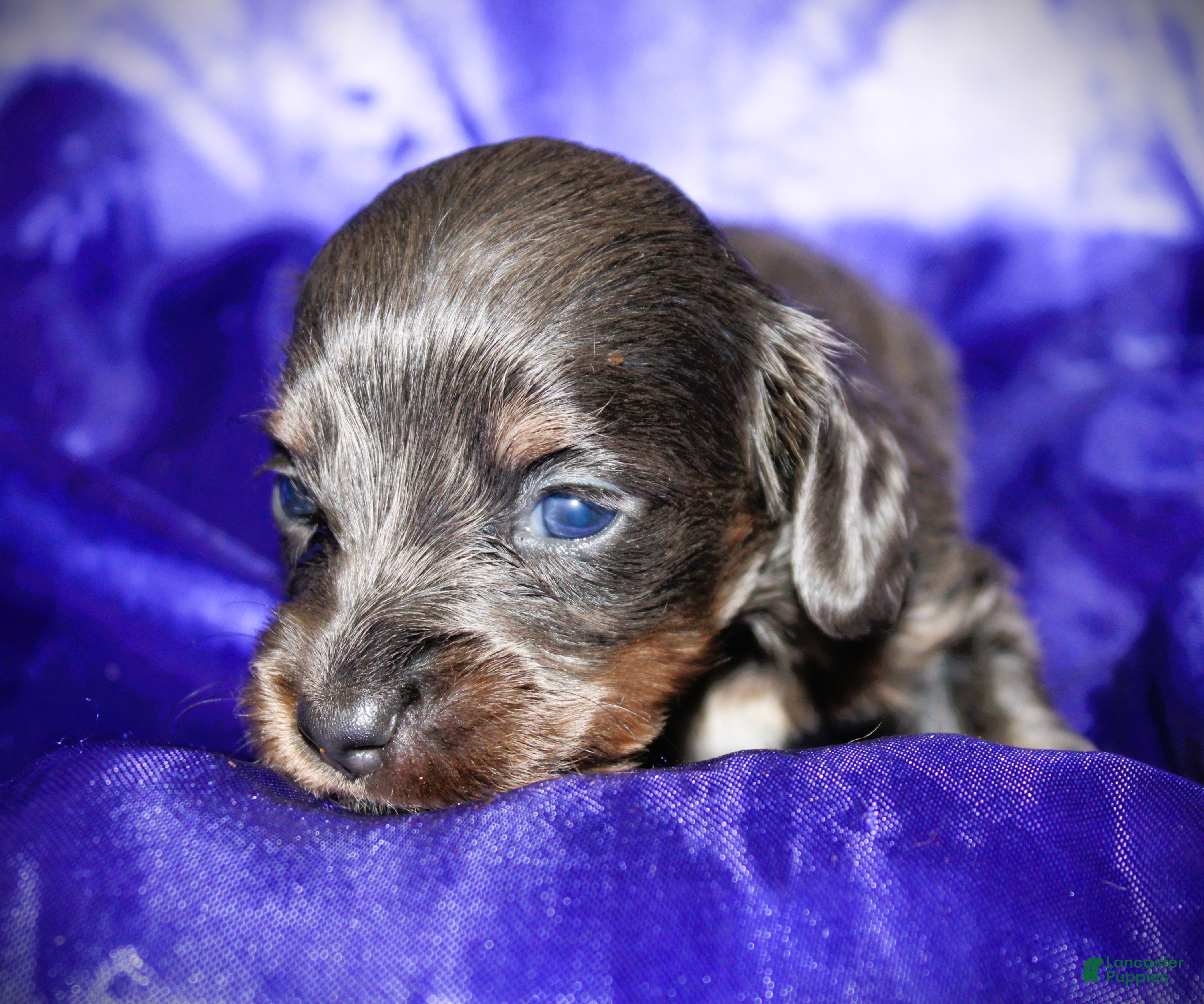 Dachshund dogs for sale: Helen - Ad 3