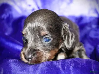 Dachshund dogs Helen - Ad 6