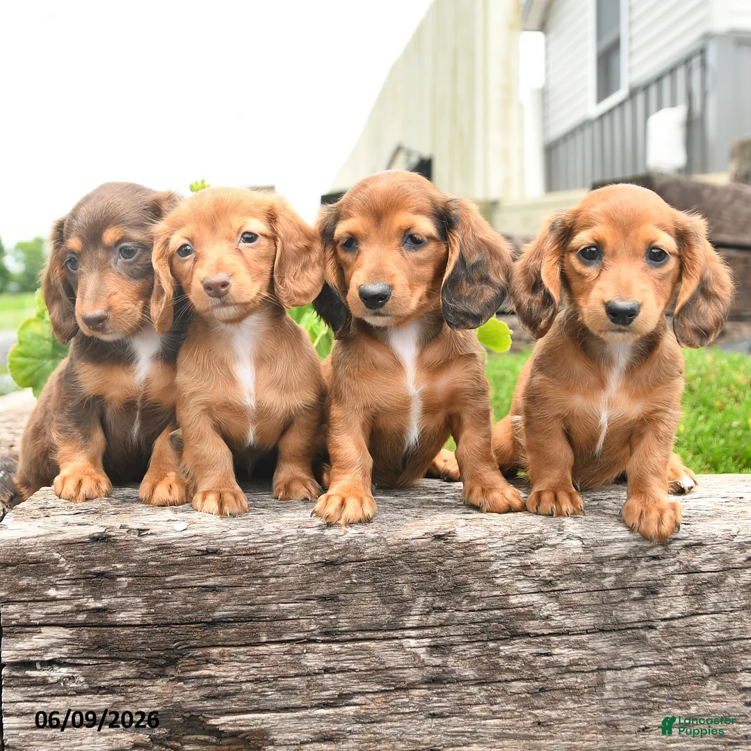 Miniature Dachshund dogs for sale: Kylie - Ad 5