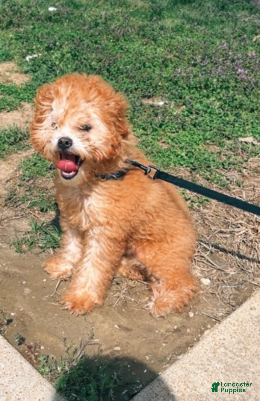 Miniature Poodle dogs for sale: Miniature Poodle Puppy 1 - Ad 3