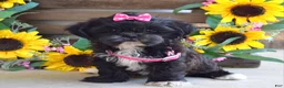 Shih Tzu dogs for sale: Riley - Ad 8