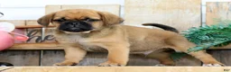 Puggle dogs for sale: Theo - Ad 2