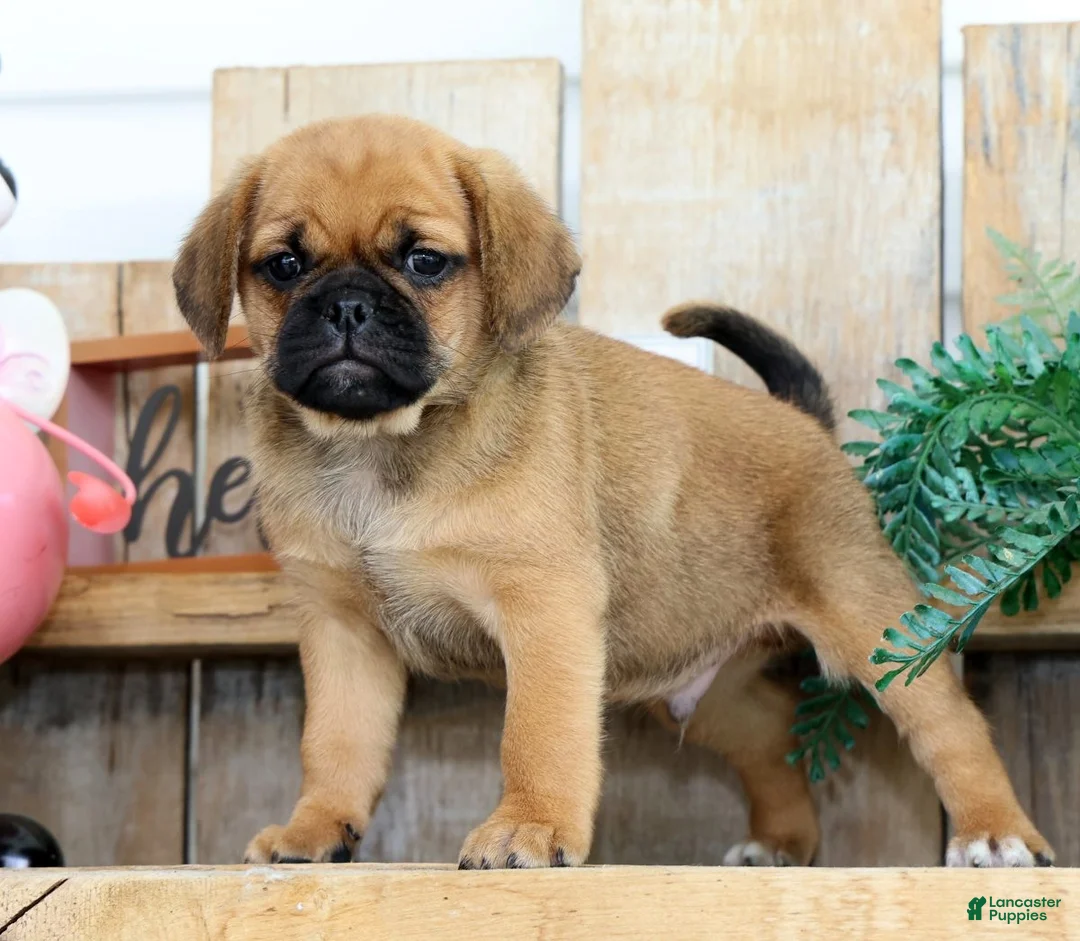 Puggle dogs for sale: Theo - Ad 2
