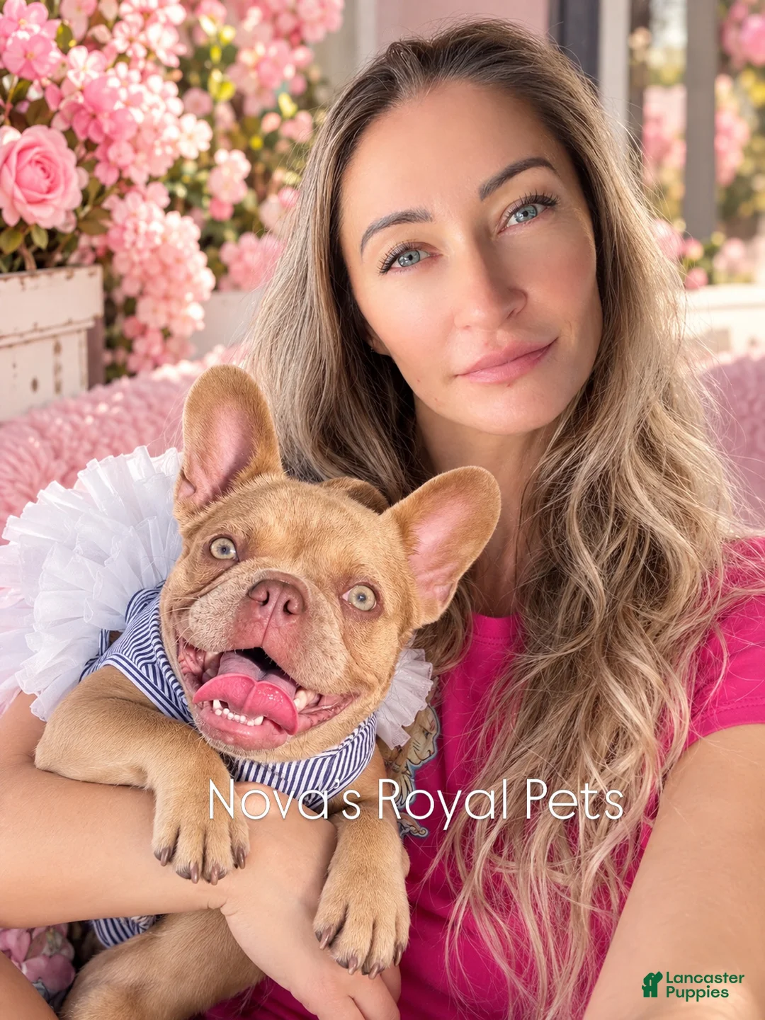 French Bulldog dogs for sale: Goldilocks - Ad 1