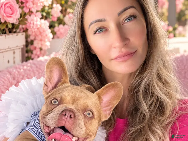 French Bulldog dogs for sale: Goldilocks - Ad 1