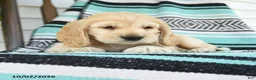 Cocker Spaniel dogs for sale: Dexter  - Ad 4