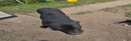 Cane Corso dogs for sale: Cane Corso 1 - Ad 6