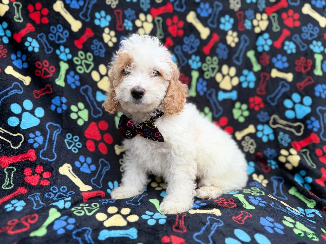 Cockapoo dogs for sale: Larry - Ad 9