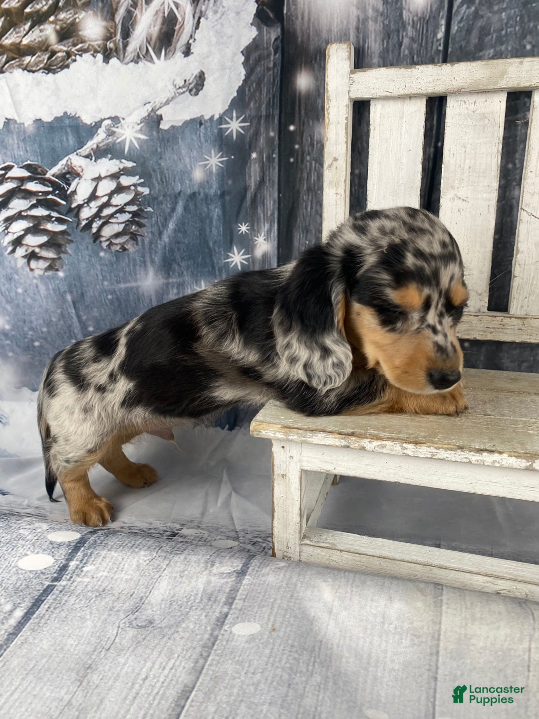 Miniature Dachshund dogs for sale: Max - Ad 11