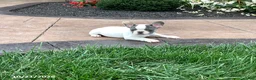French Bulldog dogs for sale: Vicky - Ad 3