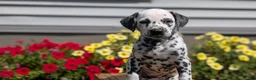 Dalmatian dogs for sale: Ariel - Ad 6