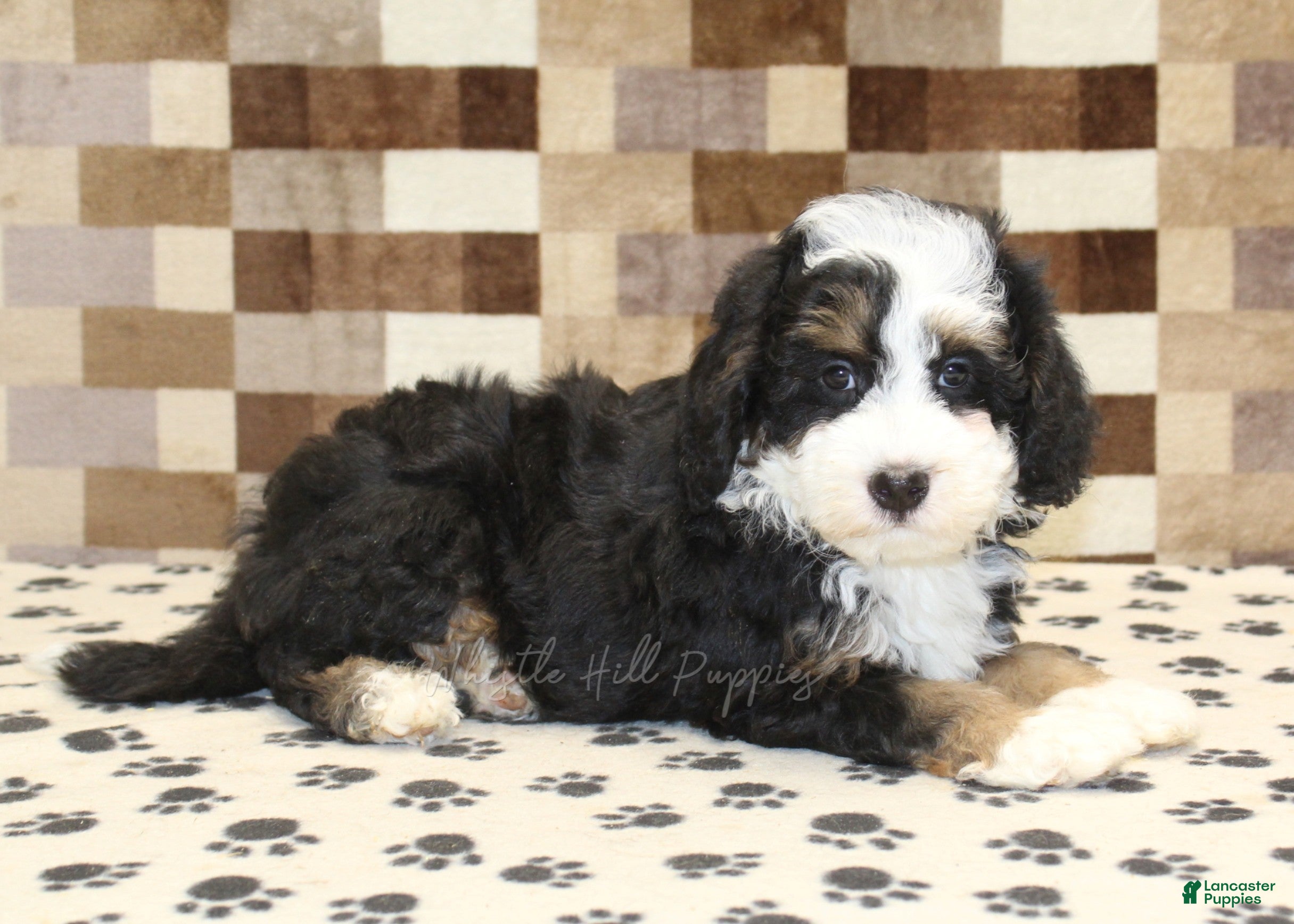 Mini Bernedoodle dogs Lenny - Ad 2
