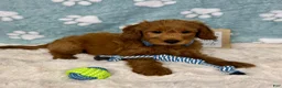 Mini Goldendoodle dogs for sale: Finn - Ad 3