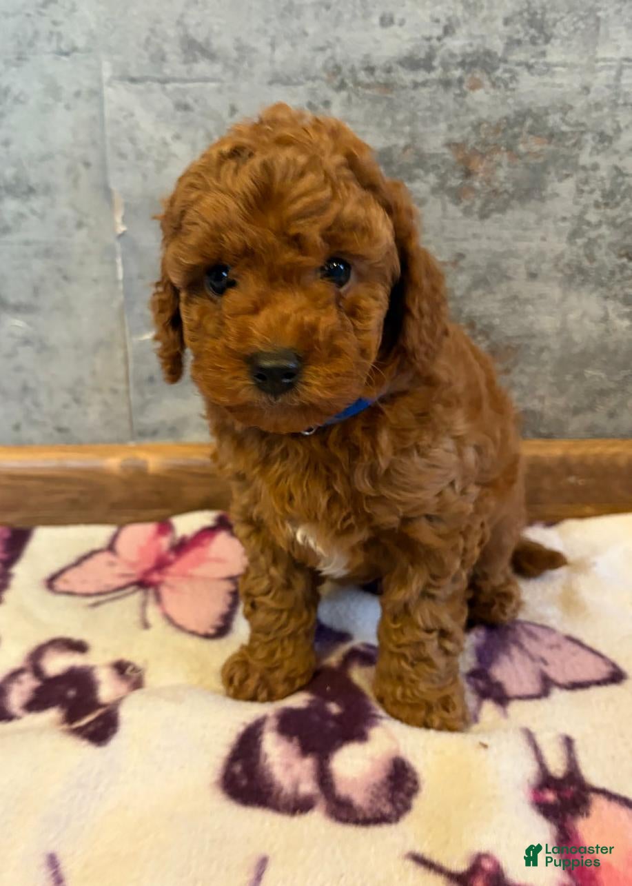 Cockapoo dogs Raya - Ad 27