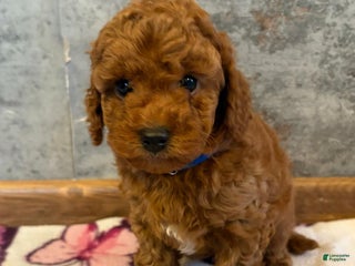 Cockapoo dogs Raya - Ad 18