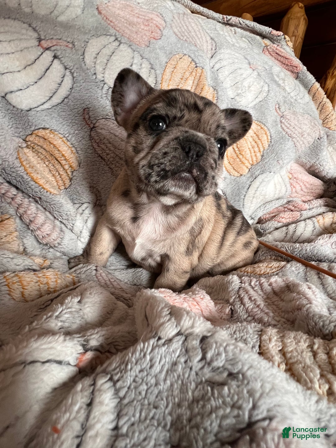 French Bulldog dogs for sale: French Bulldog -Bella  - Ad 1