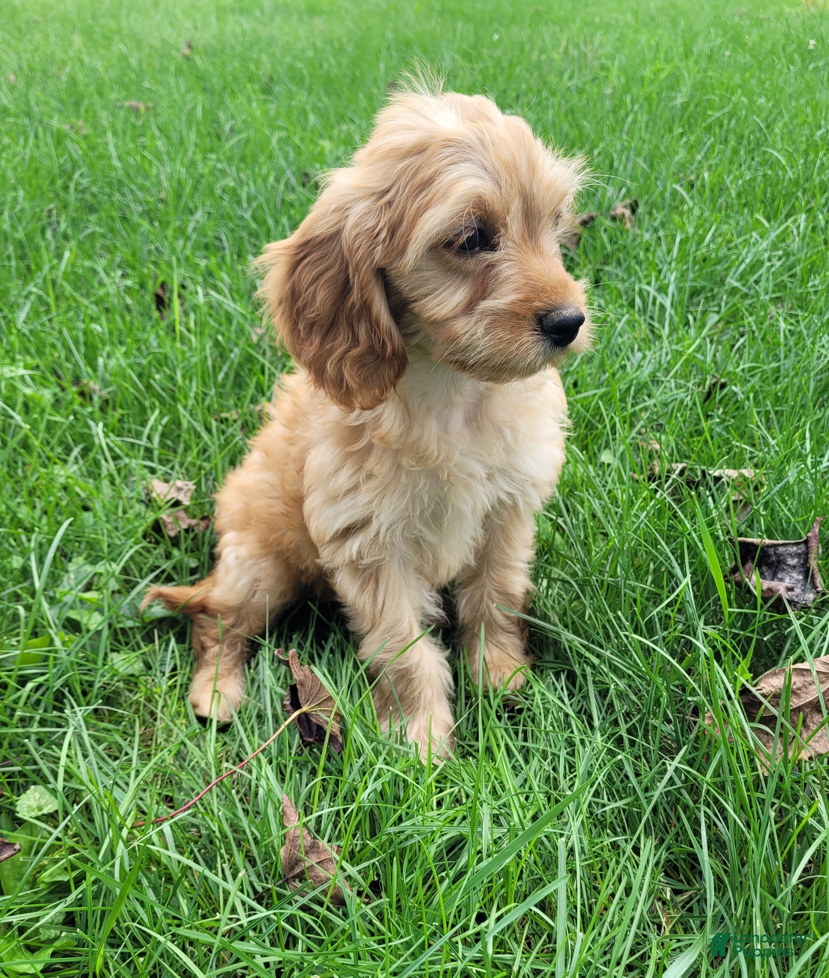 Cavapoo dogs Nugget - Ad 2