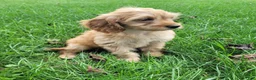 Cavapoo dogs for sale: Nugget - Ad 2
