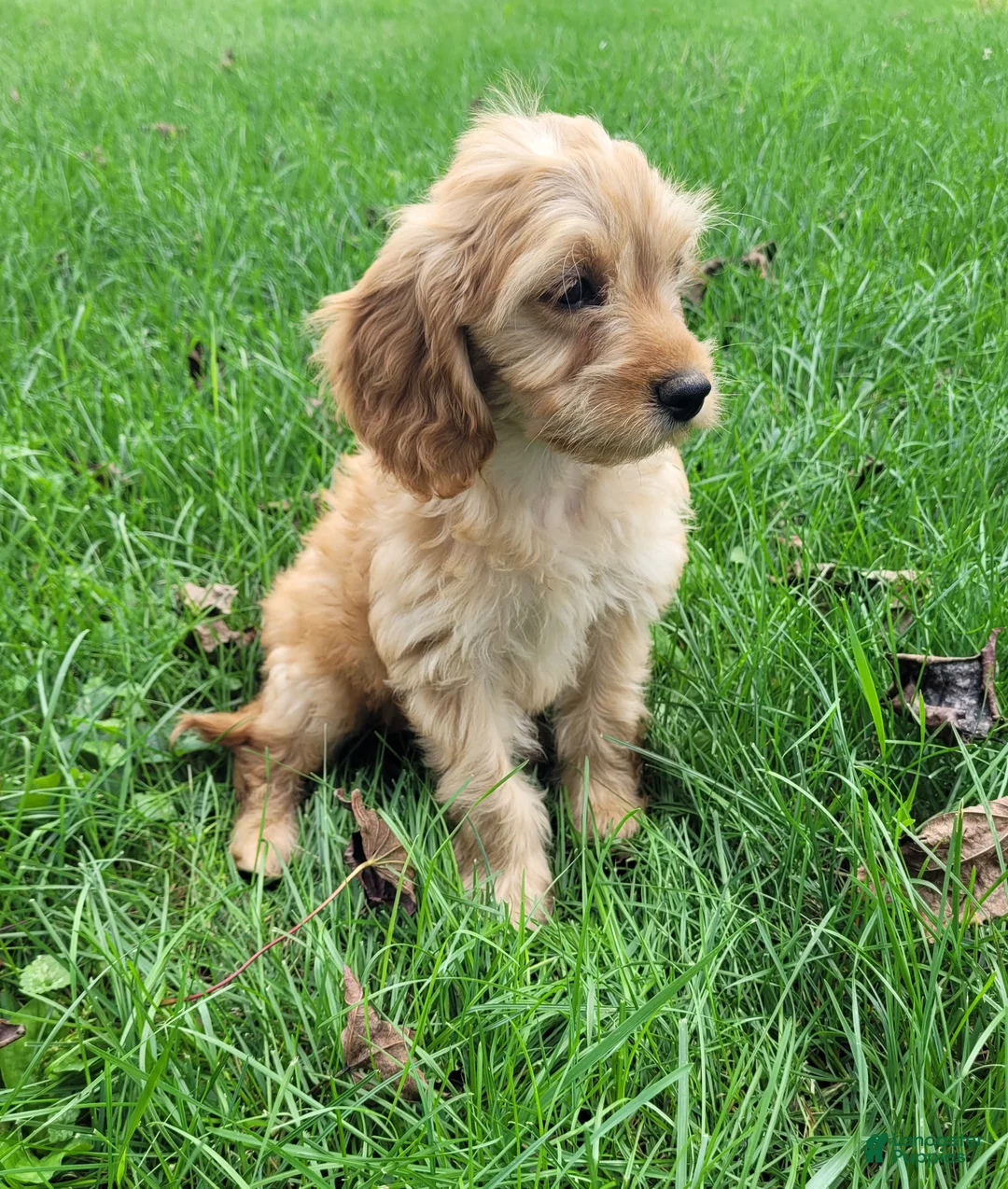 Cavapoo dogs for sale: Nugget - Ad 2